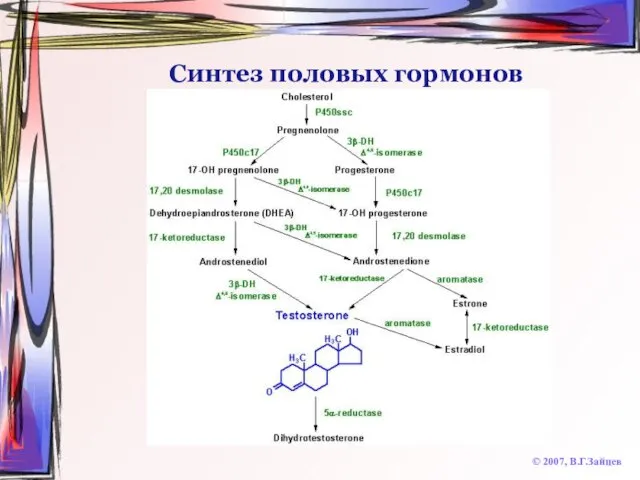 Синтез половых гормонов © 2007, В.Г.Зайцев