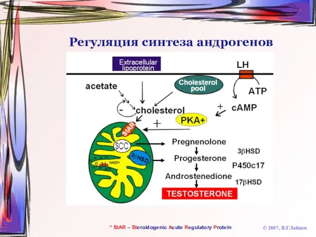 Регуляция синтеза андрогенов © 2007, В.Г.Зайцев * StAR – Steroidogenic Acute Regulatory Protein