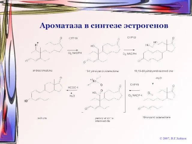 Ароматаза в синтезе эстрогенов © 2007, В.Г.Зайцев