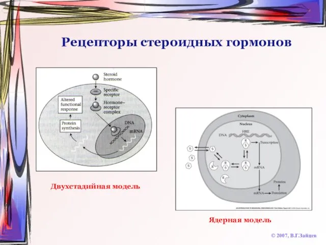 Рецепторы стероидных гормонов © 2007, В.Г.Зайцев Двухстадийная модель Ядерная модель