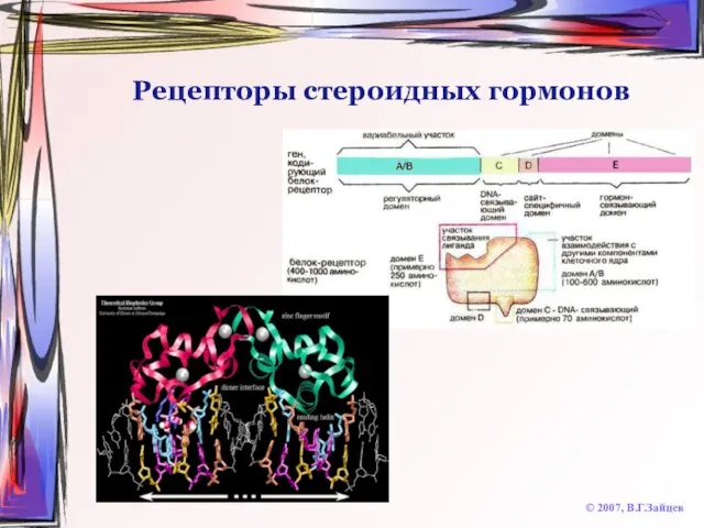 Рецепторы стероидных гормонов © 2007, В.Г.Зайцев