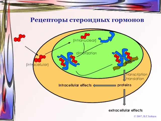 Рецепторы стероидных гормонов © 2007, В.Г.Зайцев