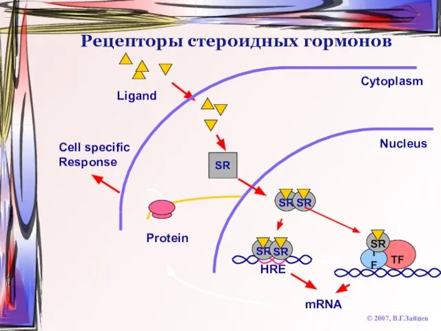 Рецепторы стероидных гормонов © 2007, В.Г.Зайцев Cytoplasm HRE Nucleus Ligand SR mRNA