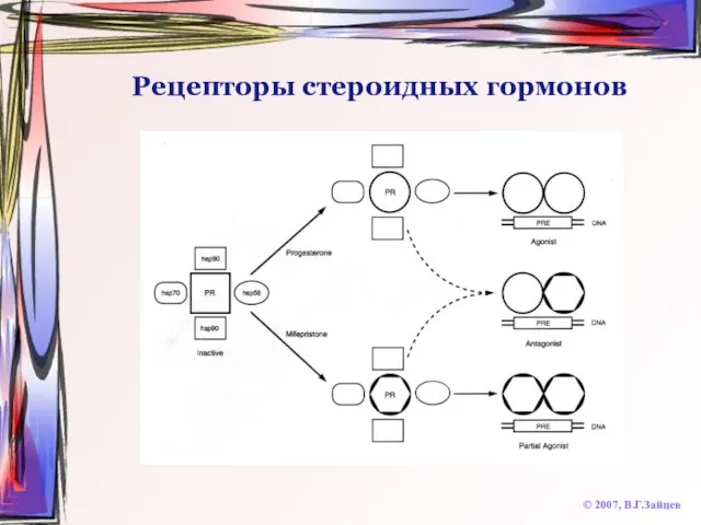 Рецепторы стероидных гормонов © 2007, В.Г.Зайцев