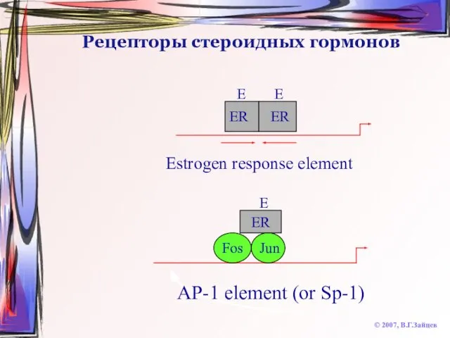 Рецепторы стероидных гормонов © 2007, В.Г.Зайцев Fos Jun ER ER Estrogen response