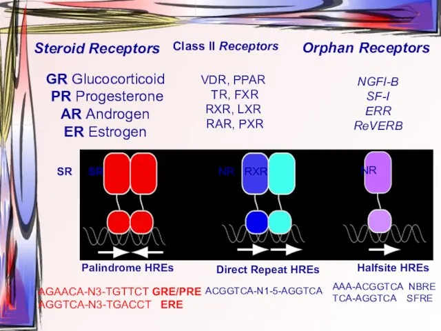 GR Glucocorticoid PR Progesterone AR Androgen ER Estrogen VDR, PPAR TR, FXR