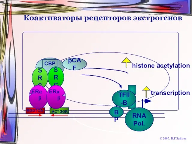 Коактиваторы рецепторов экстрогенов © 2007, В.Г.Зайцев SRC transcription RNA Pol. TBP TFII-B