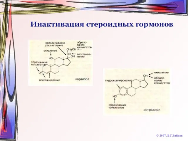 Инактивация стероидных гормонов © 2007, В.Г.Зайцев