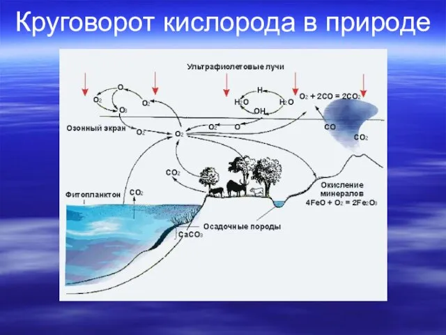 Круговорот кислорода в природе