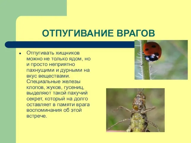 ОТПУГИВАНИЕ ВРАГОВ Отпугивать хищников можно не только ядом, но и просто неприятно