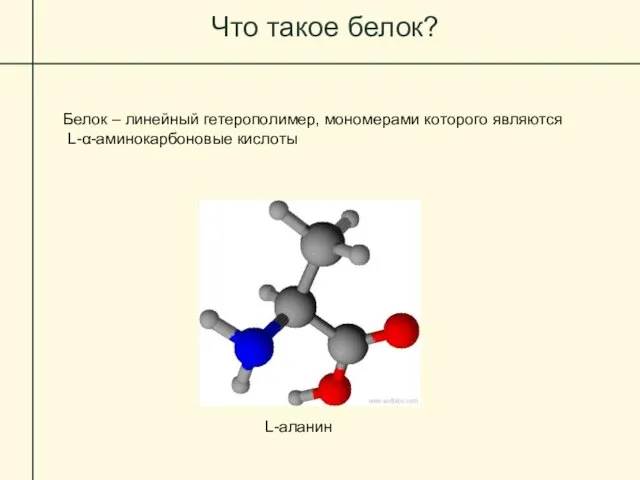 Что такое белок? Белок – линейный гетерополимер, мономерами которого являются L-α-аминокарбоновые кислоты L-аланин