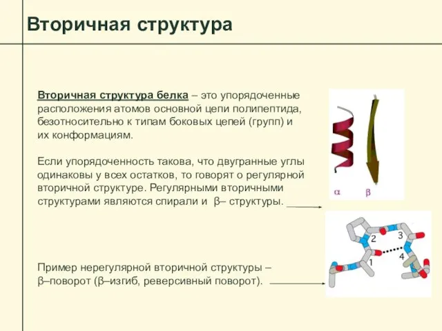 Вторичная структура Вторичная структура белка – это упорядоченные расположения атомов основной цепи