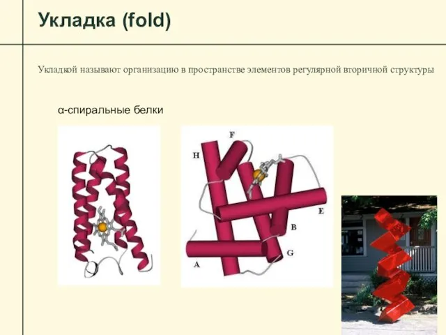 Укладка (fold) Укладкой называют организацию в пространстве элементов регулярной вторичной структуры α-спиральные белки