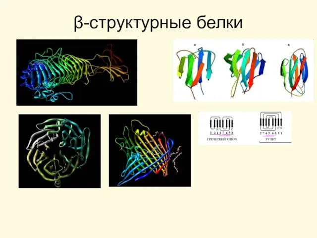 β-структурные белки