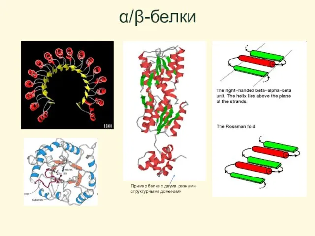 α/β-белки Пример белка с двумя разными структурными доменами