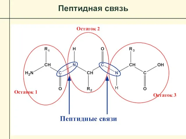 Пептидная связь