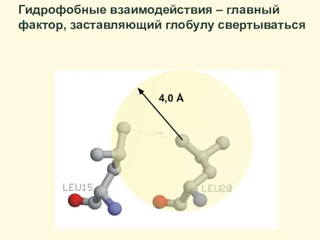 Гидрофобные взаимодействия – главный фактор, заставляющий глобулу свертываться