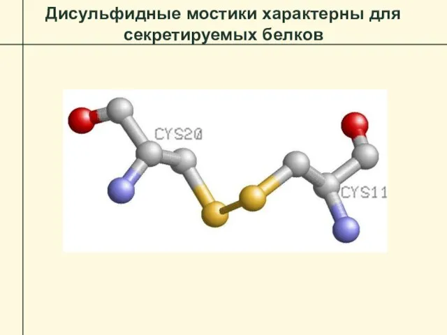 Дисульфидные мостики характерны для секретируемых белков