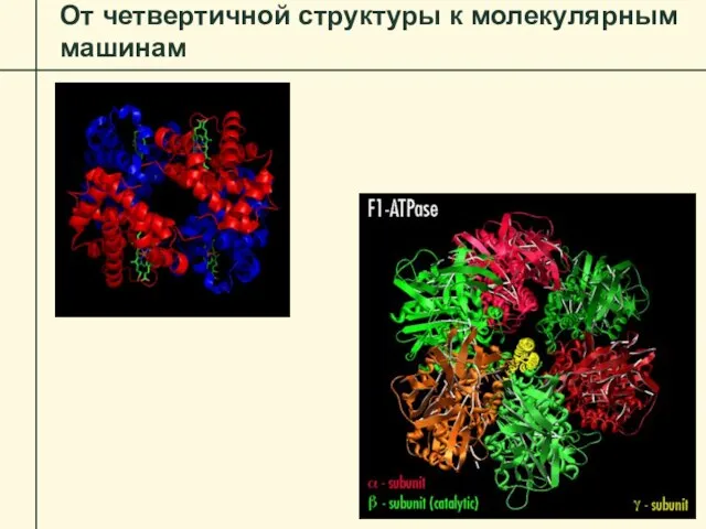 От четвертичной структуры к молекулярным машинам