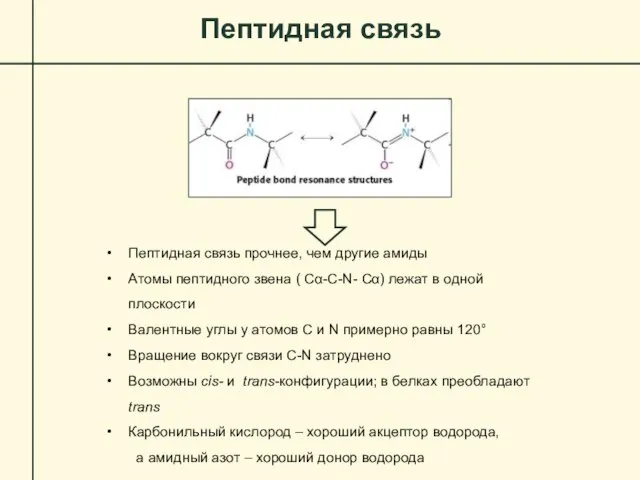 Пептидная связь Пептидная связь прочнее, чем другие амиды Атомы пептидного звена (