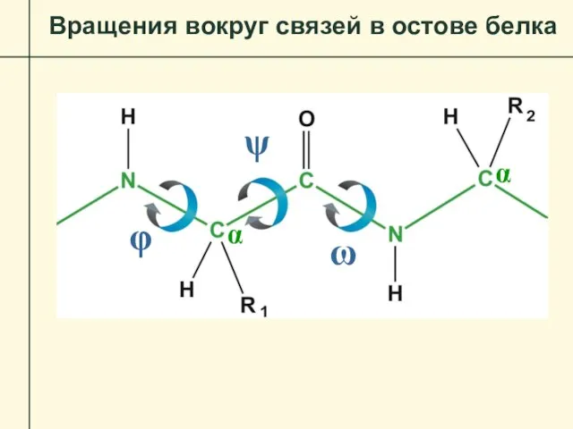 Вращения вокруг связей в остове белка