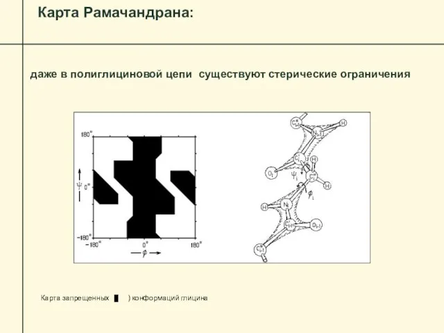 Карта Рамачандрана: даже в полиглициновой цепи существуют стерические ограничения Карта запрещенных ( ) конформаций глицина