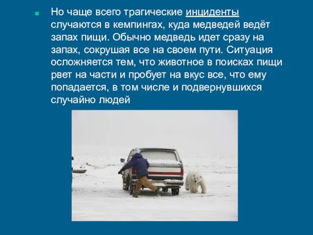 Но чаще всего трагические инциденты случаются в кемпингах, куда медведей ведёт запах