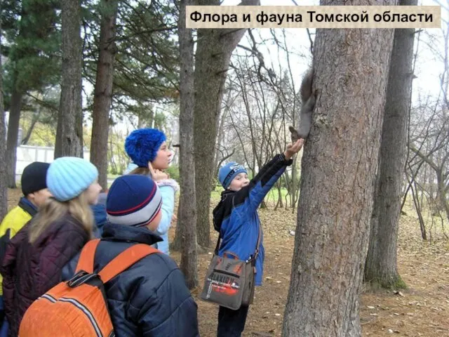 Флора и фауна Томской области