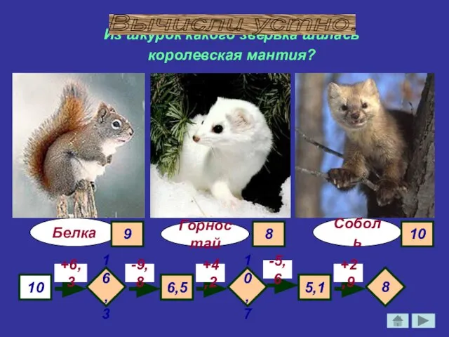 Из шкурок какого зверька шилась королевская мантия? Белка Соболь 10 +6,3 -9,8