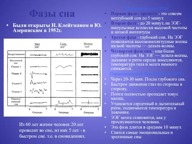 Фазы сна Были открыты Н. Клейтманом и Ю. Азеринским в 1952г. Медленный