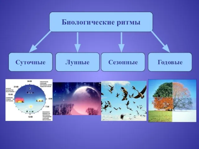 Биологические ритмы Сезонные Суточные Годовые Лунные