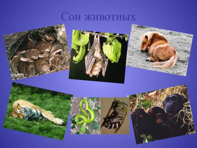 Сон животных