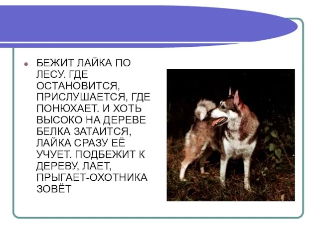 БЕЖИТ ЛАЙКА ПО ЛЕСУ. ГДЕ ОСТАНОВИТСЯ, ПРИСЛУШАЕТСЯ, ГДЕ ПОНЮХАЕТ. И ХОТЬ ВЫСОКО