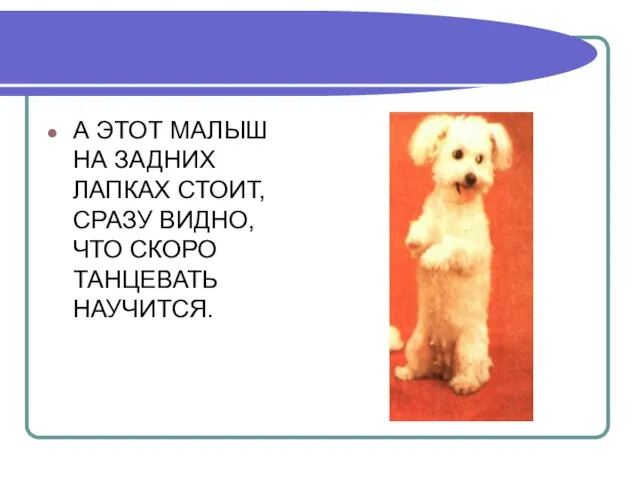 А ЭТОТ МАЛЫШ НА ЗАДНИХ ЛАПКАХ СТОИТ, СРАЗУ ВИДНО, ЧТО СКОРО ТАНЦЕВАТЬ НАУЧИТСЯ.