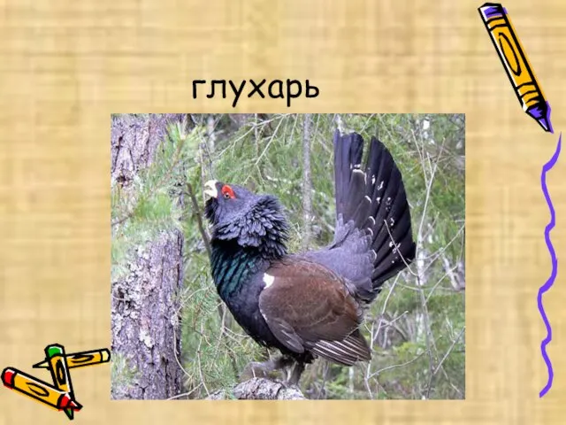 глухарь