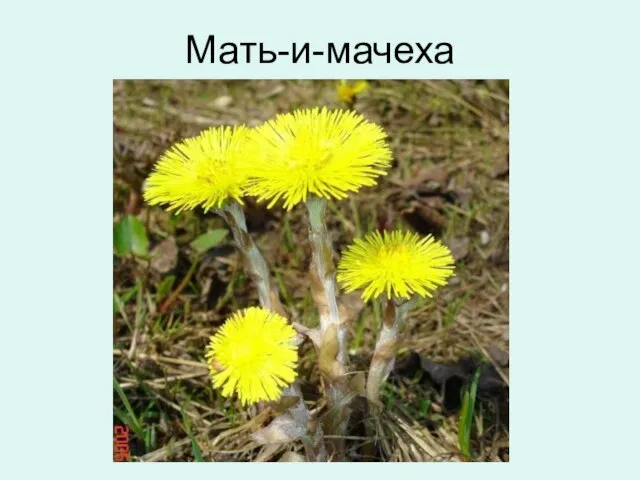 Мать-и-мачеха