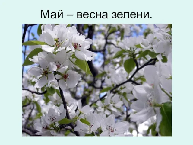 Май – весна зелени.