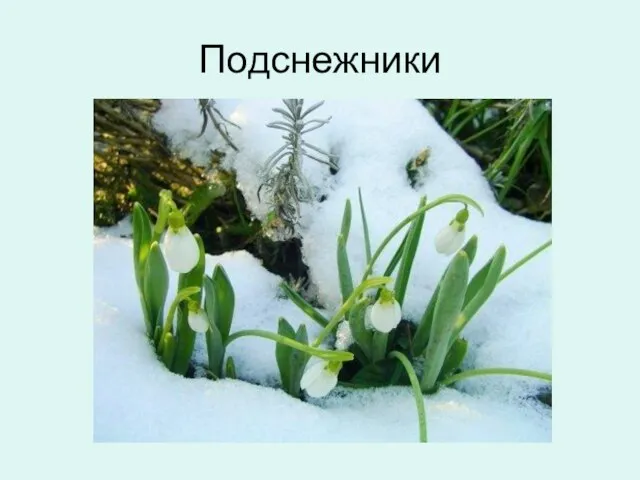 Подснежники