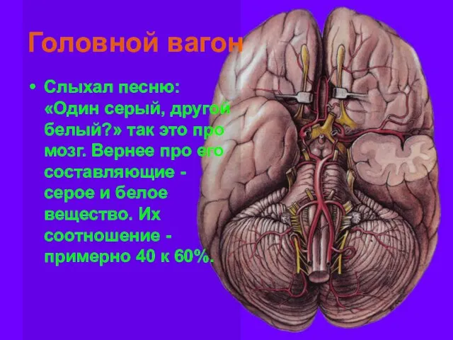 Головной вагон Слыхал песню: «Один серый, другой белый?» так это про мозг.