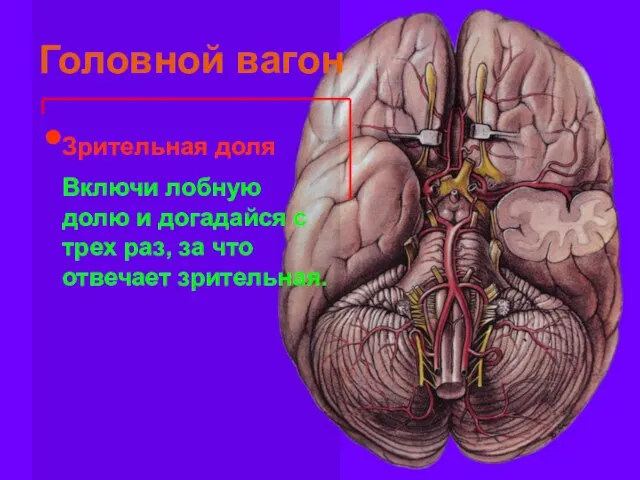 Головной вагон Зрительная доля Включи лобную долю и догадайся с трех раз, за что отвечает зрительная.