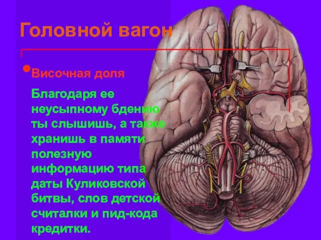 Головной вагон Височная доля Благодаря ее неусыпному бдению ты слышишь, а также