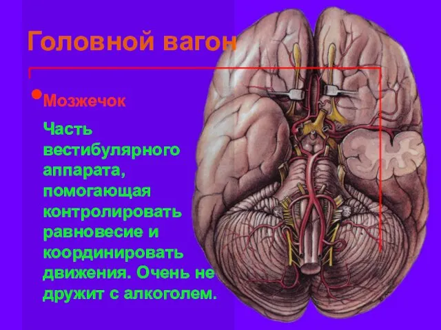 Головной вагон Мозжечок Часть вестибулярного аппарата, помогающая контролировать равновесие и координировать движения.