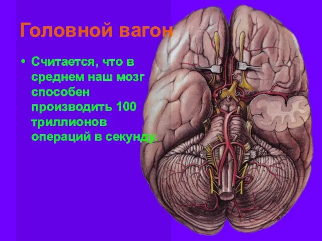 Головной вагон Считается, что в среднем наш мозг способен производить 100 триллионов операций в секунду.