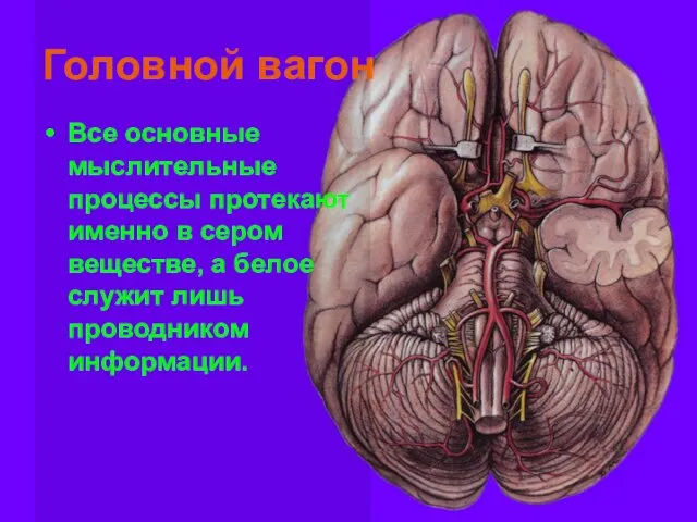 Головной вагон Все основные мыслительные процессы протекают именно в сером веществе, а