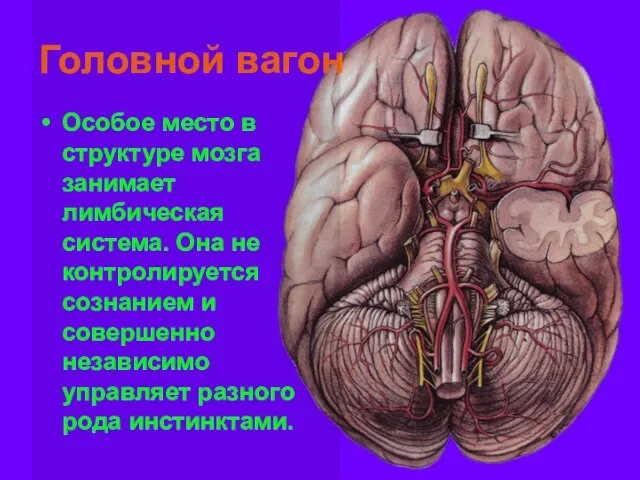 Головной вагон Особое место в структуре мозга занимает лимбическая система. Она не