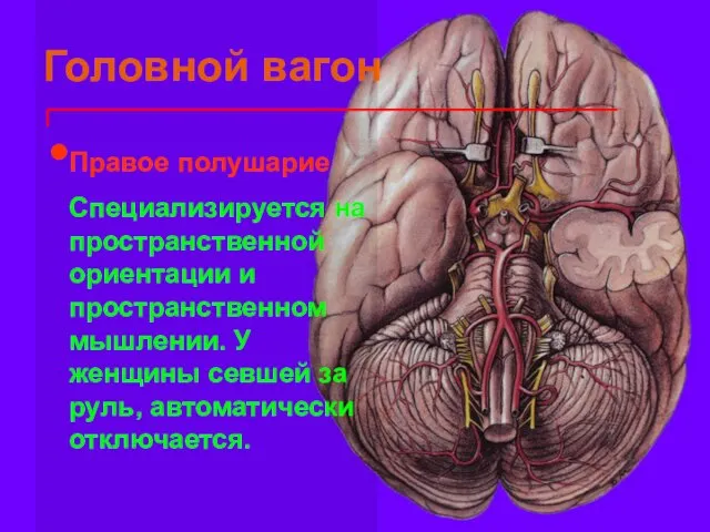 Головной вагон Правое полушарие Специализируется на пространственной ориентации и пространственном мышлении. У