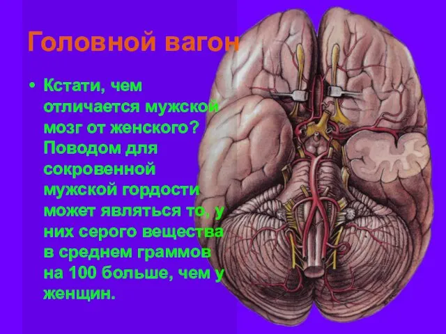 Головной вагон Кстати, чем отличается мужской мозг от женского? Поводом для сокровенной