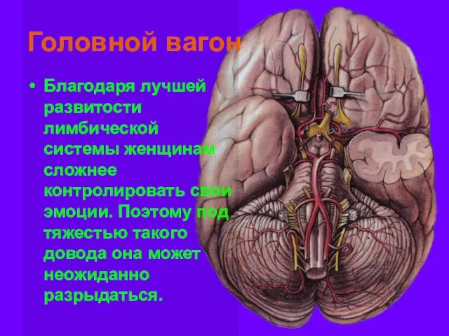 Головной вагон Благодаря лучшей развитости лимбической системы женщинам сложнее контролировать свои эмоции.