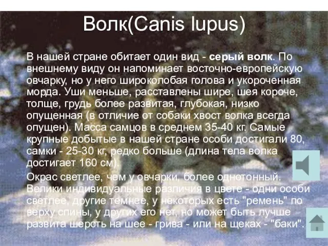 Волк(Canis lupus) В нашей стране обитает один вид - серый волк. По