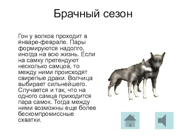 Брачный сезон Гон у волков проходит в январе-феврале. Пары формируются надолго, иногда